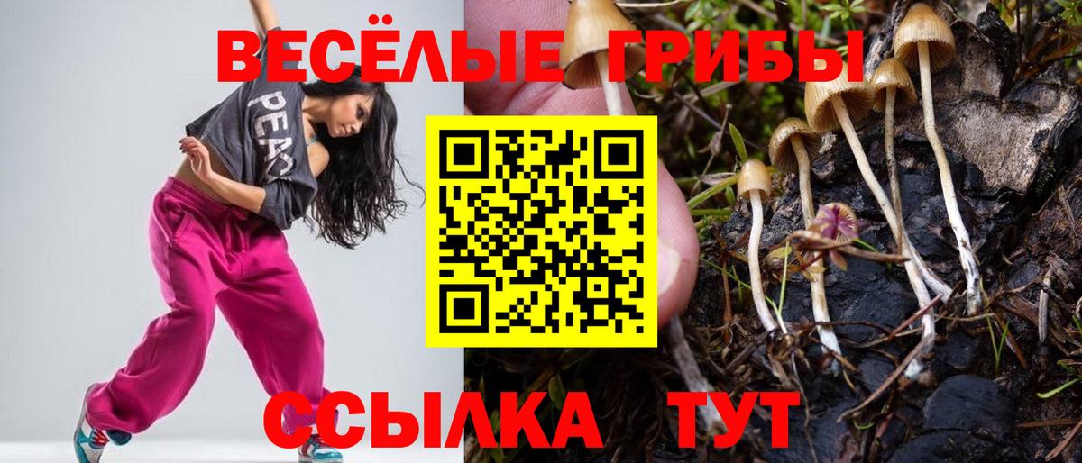 Галлюциногенные грибы Cubensis Заволжье